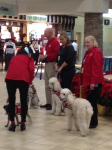 Airport Service Dogs